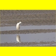 thumbnail Aigrette à la toilette, Le Hourdel