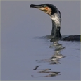 thumbnail Grand cormoran, Le Hourdel