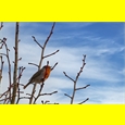 thumbnail Le Rouge Gorge du Hourdel