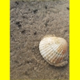 thumbnail Dans la baie de la Maye
