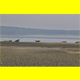 thumbnail L'île aux Phoques