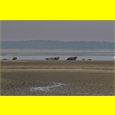 thumbnail L'île aux Phoques